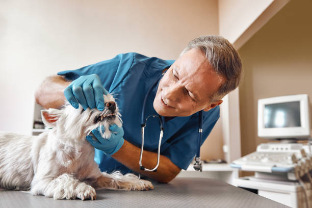 Best Pediatric Emergency Dentist in South Jacksonvle, IL